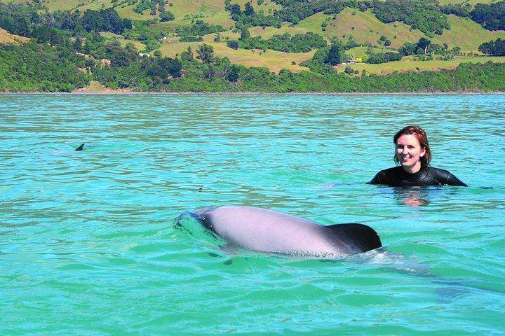 Akaroa Swim with Dolphins Tour from Christchurch